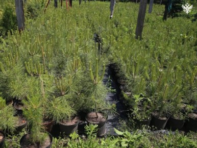 ���������� ������� ��������� � ����������� ������� 60 ����� ������� ����� ��������