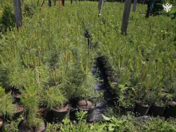 ���������� ������� ��������� � ����������� ������� 60 ����� ������� ����� ��������