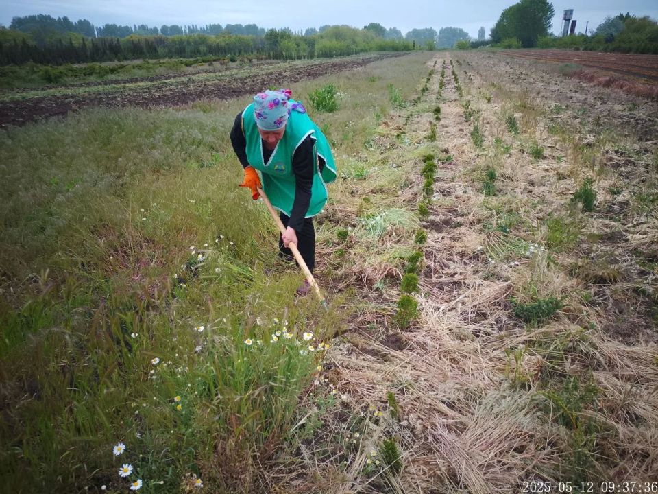 В Скадовском лесхозе продолжают заботиться о здоровье культурных растений В Скадовском лесхозе продолжают заботиться о здоровье культурных растений