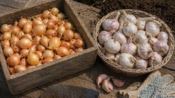 ������ ���� �����: ������� ���������, ��� ������, ���� �� ������ ������ ��� � ������