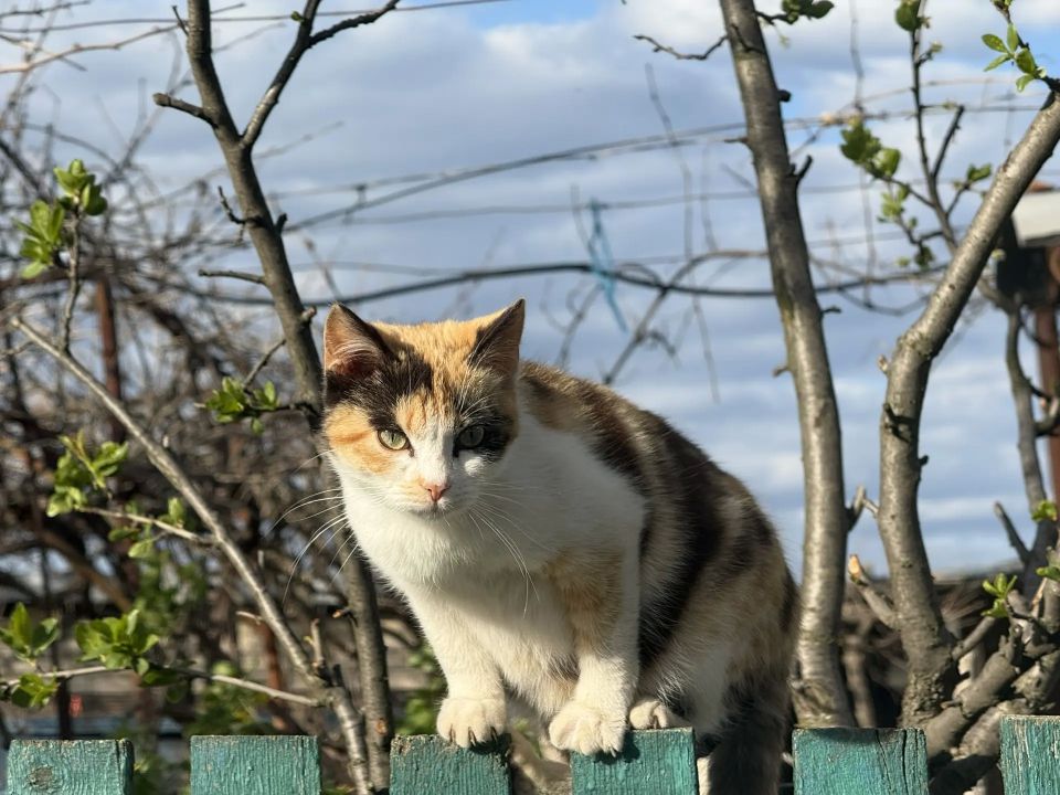 Анна Долгарева: Серьезного контента сегодня не будет, так что вот вам котиков Херсонской области) Анна Долгарева: Серьезного контента сегодня не будет, так что вот вам котиков Херсонской области)