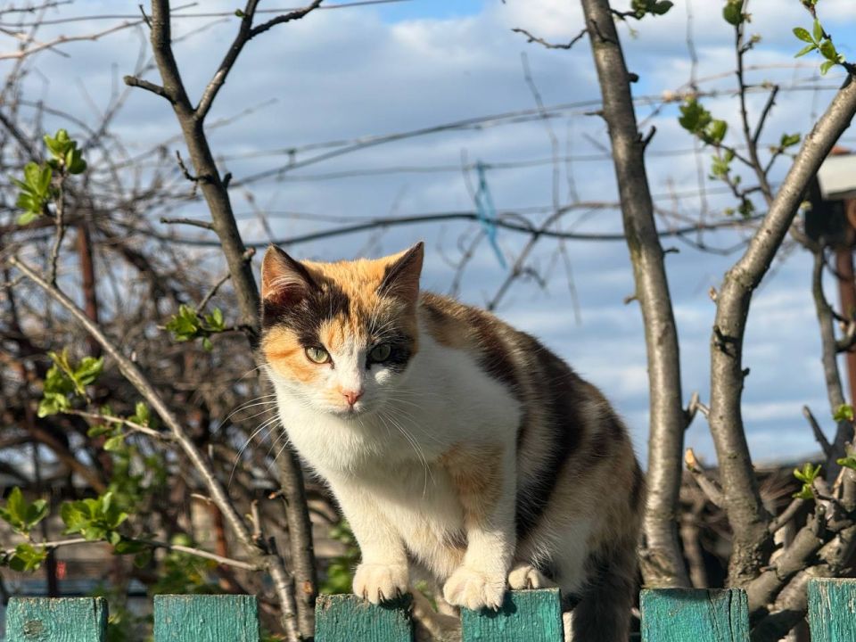 Анна Долгарева: Коты Херсонской области Анна Долгарева: Коты Херсонской области