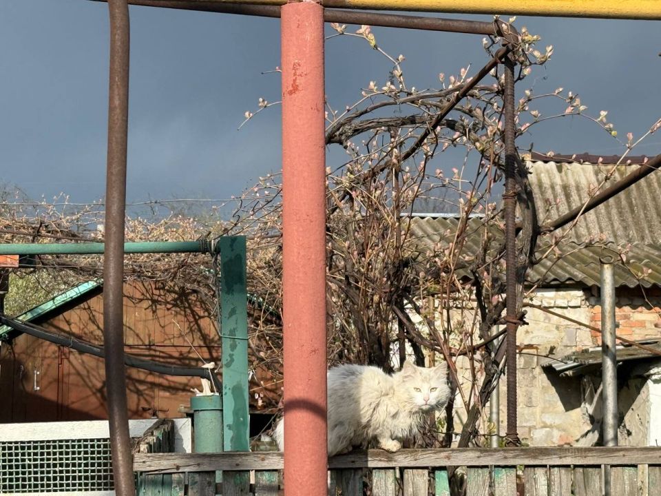 Анна Долгарева: Коты Херсонской области Анна Долгарева: Коты Херсонской области