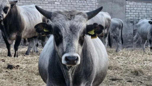 �������� �������������� ��������-���� ��������� ����� ��������� �������������