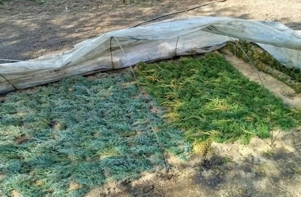 В селе Андреевка сотрудники Новотроицкого лесоохотничьего хозяйства успешно провели работы по зелёному черенкованию самшита и можжевельника казацкого В селе Андреевка сотрудники Новотроицкого лесоохотничьего хозяйства успешно провели работы по зелёному черенкованию самшита и можжевельника казацкого