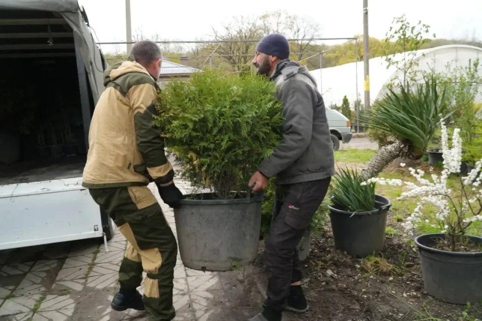 В Краснодарком крае подготовили партию деревьев для благоустройства Геническа В Краснодарком крае подготовили партию деревьев для благоустройства Геническа