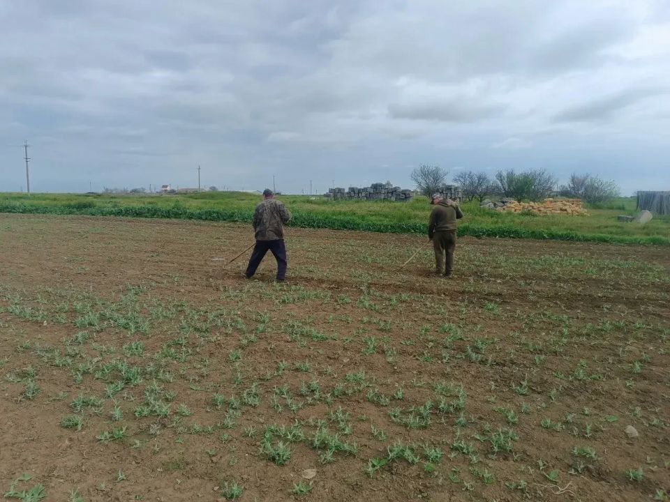 В Новотроицком питомнике стартовала прополка молодых сеянцев для защиты будущего леса В Новотроицком питомнике стартовала прополка молодых сеянцев для защиты будущего леса