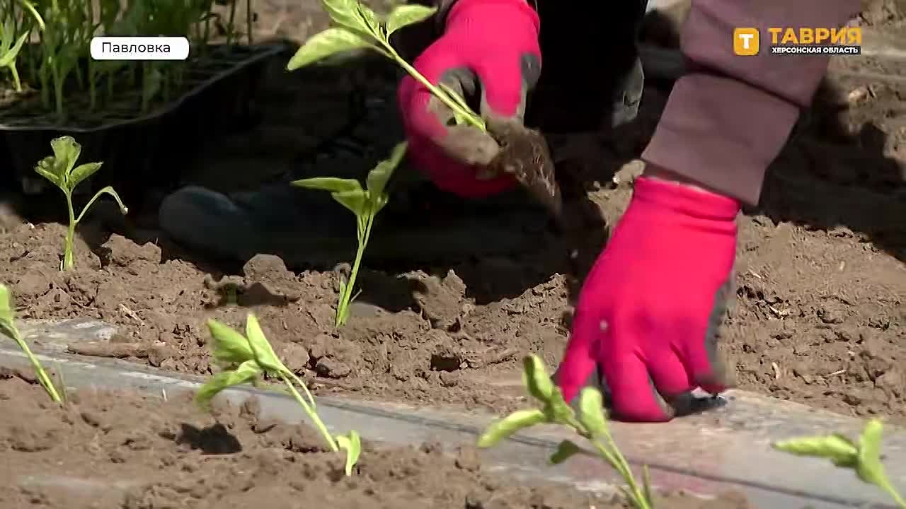 Аграрии Херсонской области продолжают высадку овощных культур