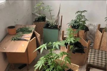 В Херсонской области полиция изъяла наркоплантацию на балконе местного жителя
