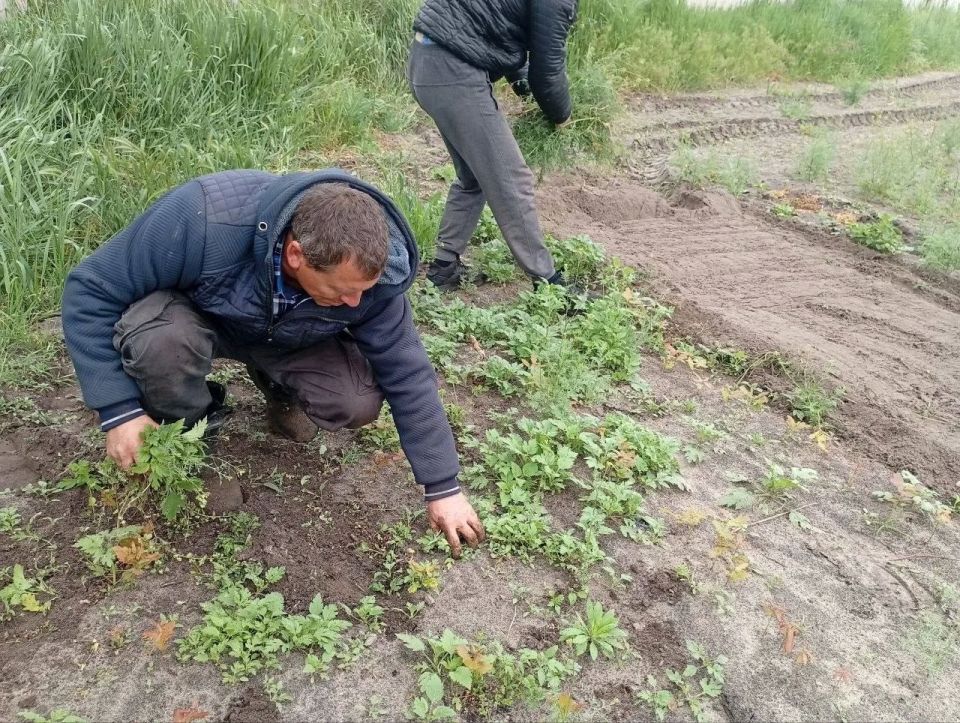В питомнике Кардашинского лесничества началась ручная прополка сеянцев дуба В питомнике Кардашинского лесничества началась ручная прополка сеянцев дуба