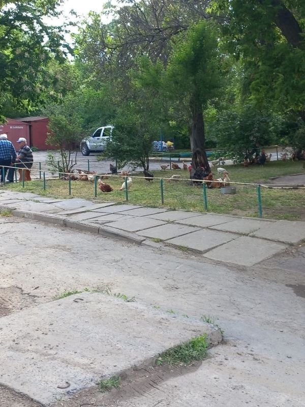 Цыпочки на прогулке в одном из дворов Херсона