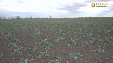 В Нижнесерогозском округе агропредприятие заложило экспериментальный посев рапса