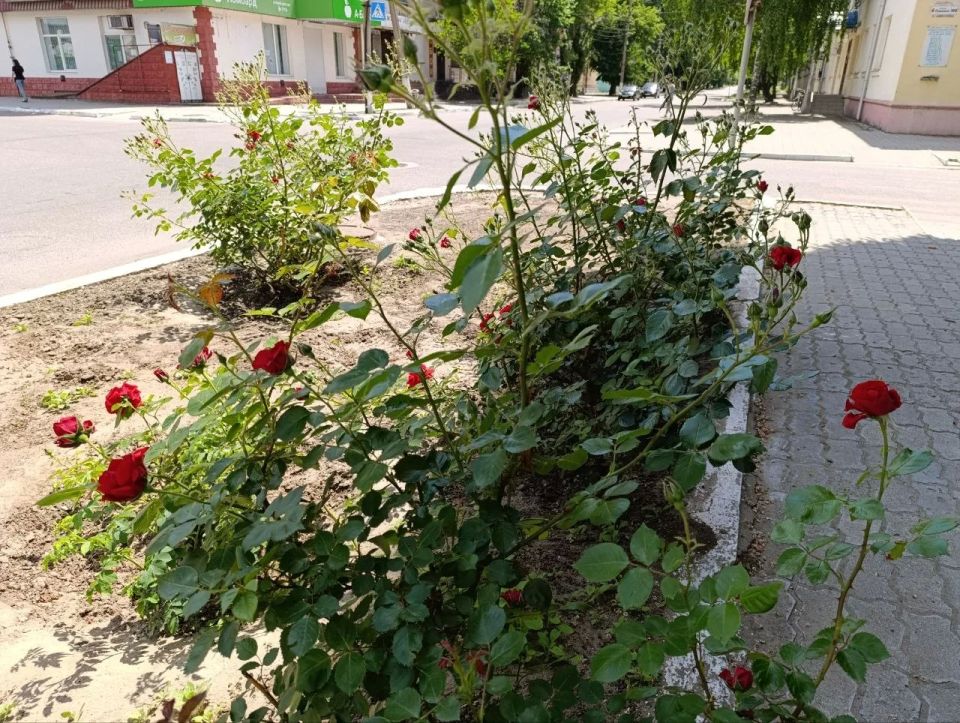 Доброе утро!. С наступлением устойчивого тепла на каховских городских клумбах начинают распускаться розы Доброе утро!. С наступлением устойчивого тепла на каховских городских клумбах начинают распускаться розы