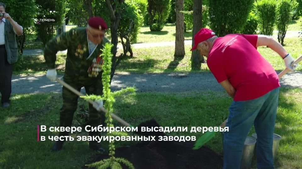 Енот из Херсона: 30 саженцев лиственницы высадили в сквере Сибирском в Тюмени