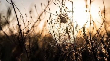 ������ ����, ����������!. ���� ����������, ���� ������� -