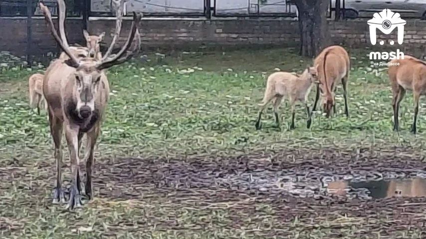 Двое оленят очень редкого вида родились в заповеднике "Аскания-Нова" Двое оленят очень редкого вида родились в заповеднике "Аскания-Нова"