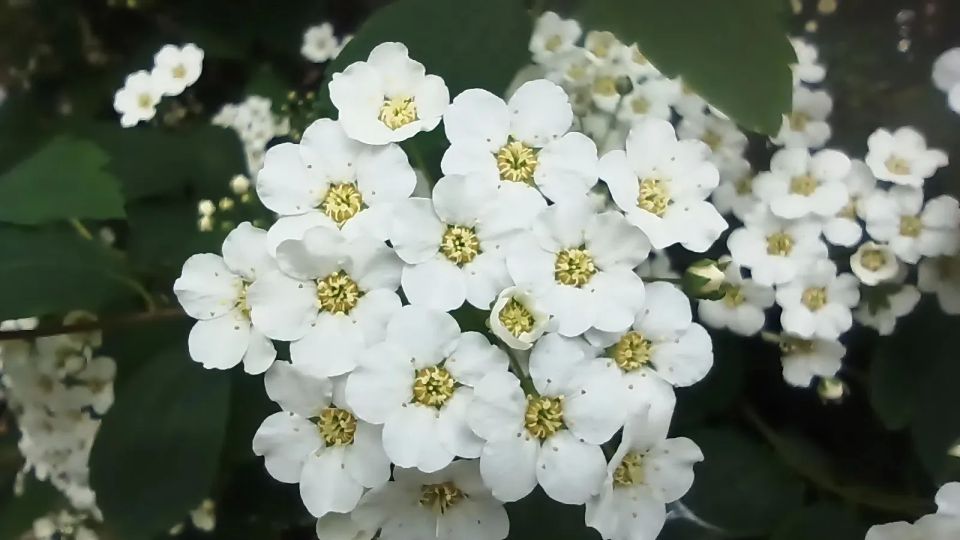 Друзья, сегодня всем нам прекрасный майский букет от Светланы Олейник Друзья, сегодня всем нам прекрасный майский букет от Светланы Олейник