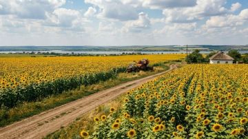 Наибольшие площади в Херсонской области засеяли подсолнечником и ячменем