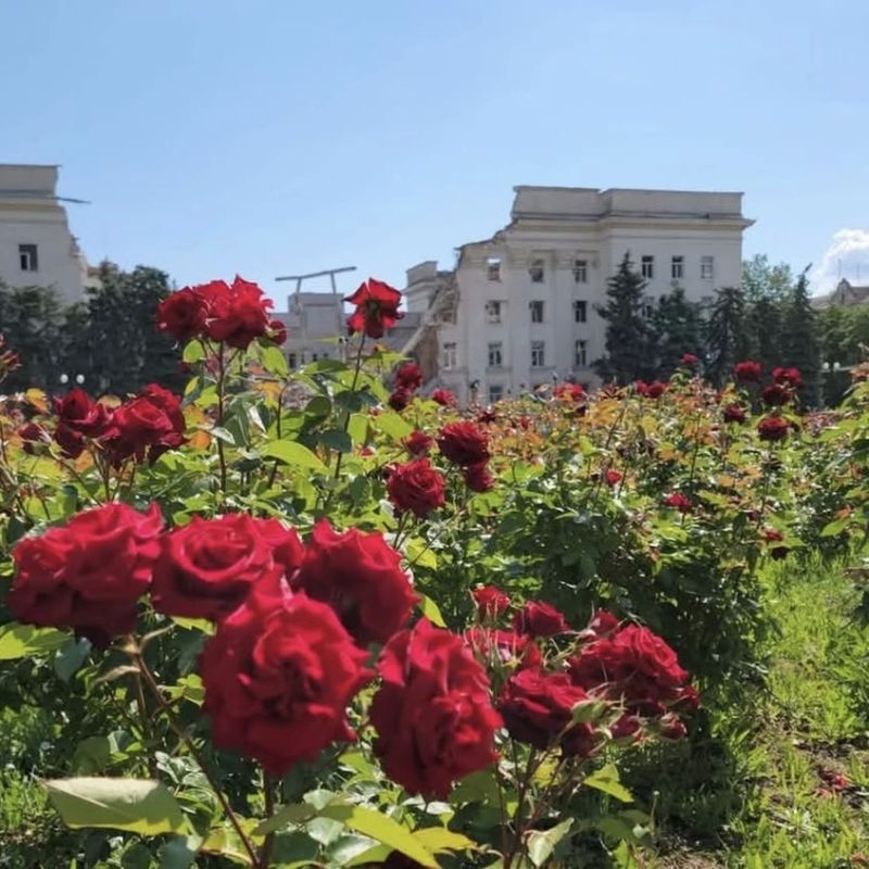 Херсон - розы в руинах Херсон - розы в руинах