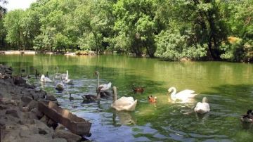 Доброе утро, Херсонщина!. Стая белых лебедей