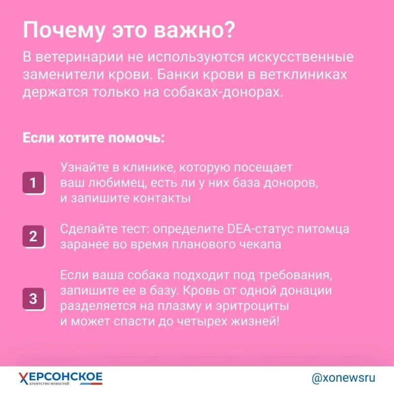 «Редкая кровь! Тридцать третья группа!» Главное о донорстве… у собак «Редкая кровь! Тридцать третья группа!» Главное о донорстве… у собак