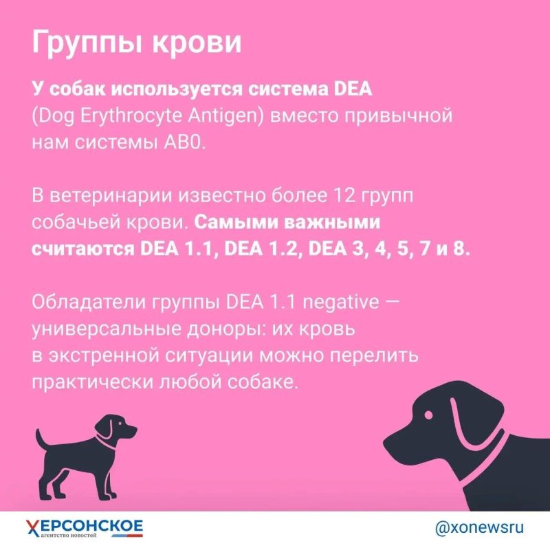 «Редкая кровь! Тридцать третья группа!» Главное о донорстве… у собак «Редкая кровь! Тридцать третья группа!» Главное о донорстве… у собак