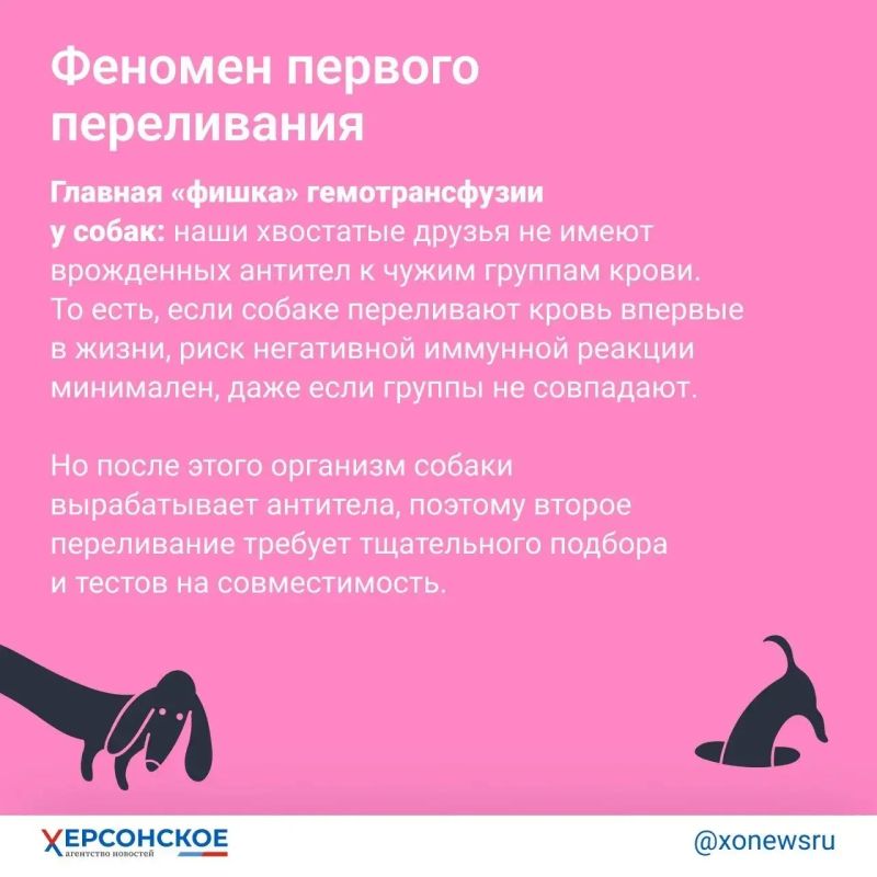 «Редкая кровь! Тридцать третья группа!» Главное о донорстве… у собак «Редкая кровь! Тридцать третья группа!» Главное о донорстве… у собак