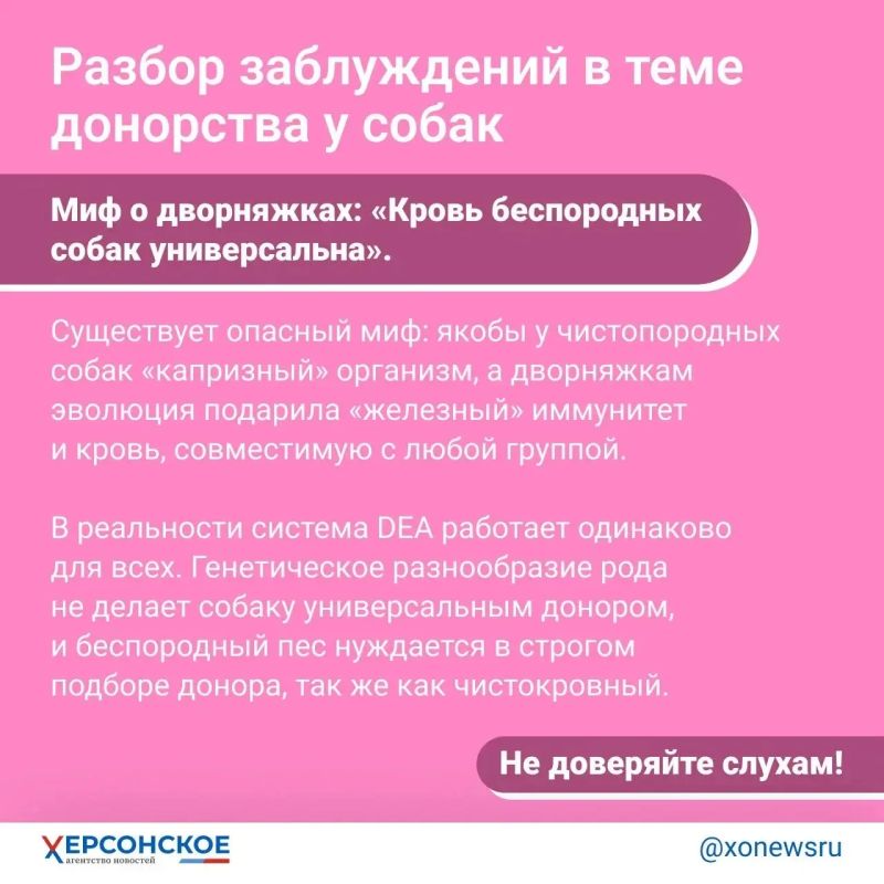 «Редкая кровь! Тридцать третья группа!» Главное о донорстве… у собак «Редкая кровь! Тридцать третья группа!» Главное о донорстве… у собак