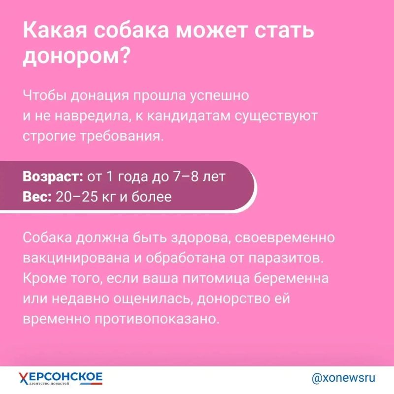 «Редкая кровь! Тридцать третья группа!» Главное о донорстве… у собак «Редкая кровь! Тридцать третья группа!» Главное о донорстве… у собак