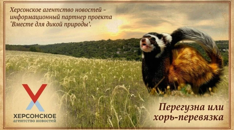 ХАН запускает проект о редких обитателях Херсонской области