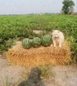 Херсонские гены? Кот из Таиланда по имени Перл стал звездой благодаря фотографии среди арбузов
