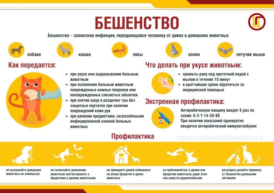 О профилактике бешенства. Бешенство — это острое вирусное инфекционное заболевание с абсолютной летальностью