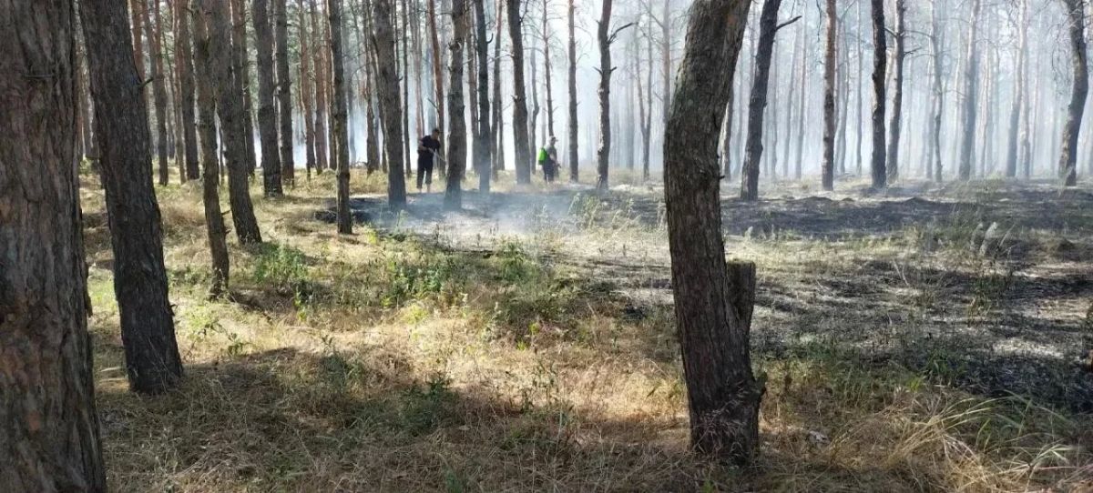 Четыре возгорания ликвидировано голопристанскими лесниками