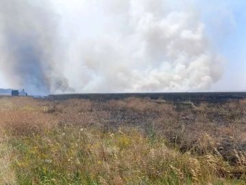 Енот из Херсона: В заповеднике "Аскания-Нова" тушат пять пожаров от атак дронов ВСУ