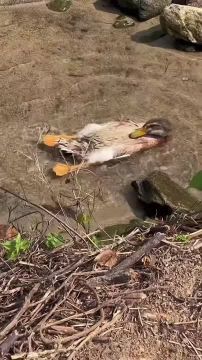 � ���������� ������� 1 ���� ��������� �� +29 �� +34 �������� �����
