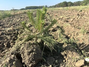 В Голопристанском лесхозе проводят агроуход сосен