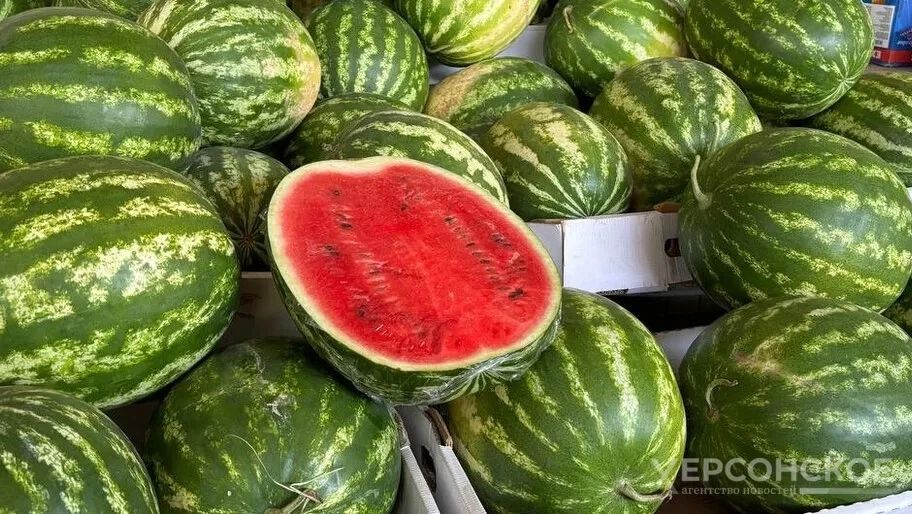 Доброе утро, Херсонщина!. Кто выращивал арбузы? Доброе утро, Херсонщина!. Кто выращивал арбузы?