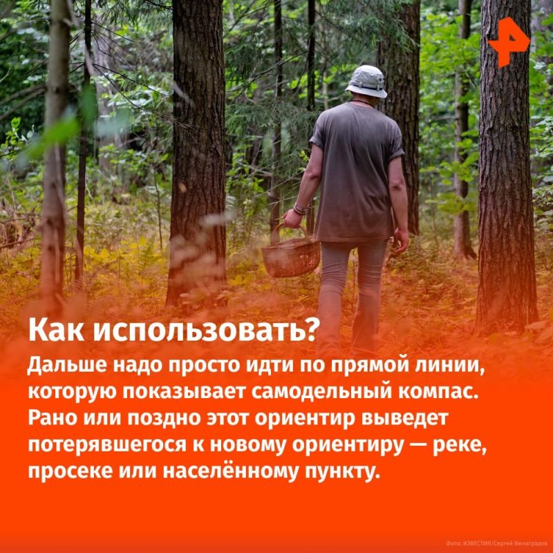 Не пить мочу и не лезть на деревья: что делать, если вы заблудились в лесу? Не пить мочу и не лезть на деревья: что делать, если вы заблудились в лесу?