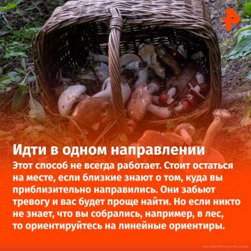 Не пить мочу и не лезть на деревья: что делать, если вы заблудились в лесу?