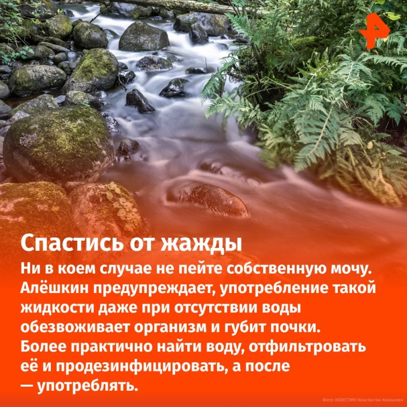 Не пить мочу и не лезть на деревья: что делать, если вы заблудились в лесу? Не пить мочу и не лезть на деревья: что делать, если вы заблудились в лесу?