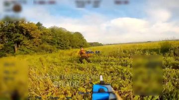 Минус ещё одна свинка. Телеграм-канал Херсонский Вестник