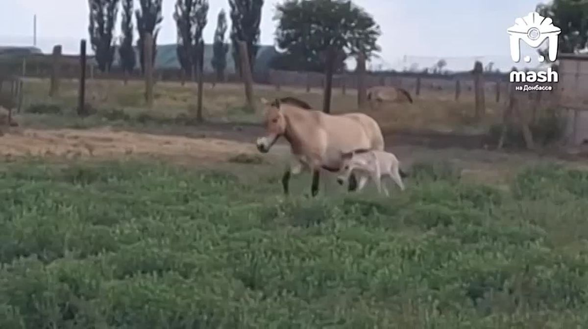 Несмотря ни на что, в заповеднике "Аскания-Нова" продолжается настоящий беби-бум