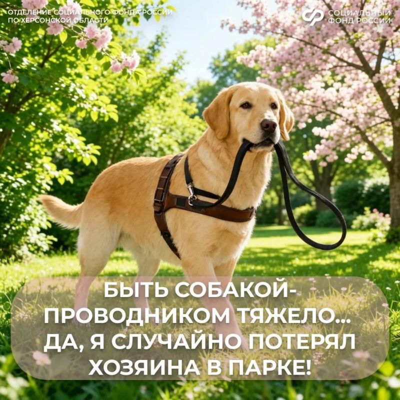 Как получить верного друга и помощника человеку с инвалидностью по зрению от СФР