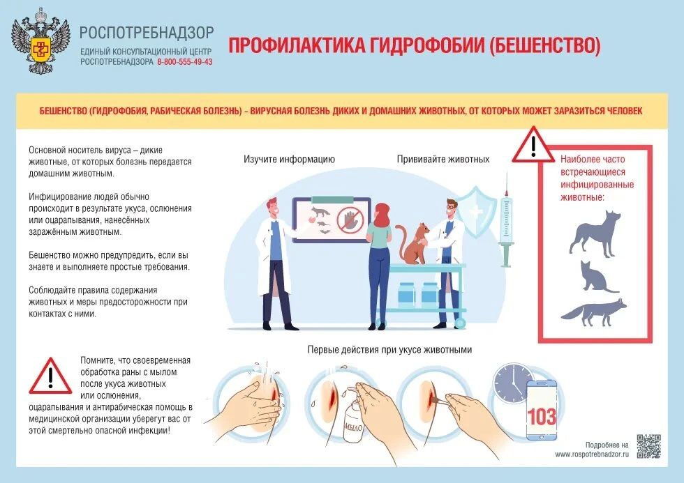 О профилактике бешенства. Бешенство — это острое вирусное инфекционное заболевание с абсолютной летальностью