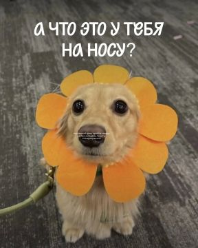 ��� ��� � ���� �� ����?. ��������-���������� �������-��������� ����������, ��� ������������ ��������� ��� ������ ������ �� ������� ����������.������: �������������