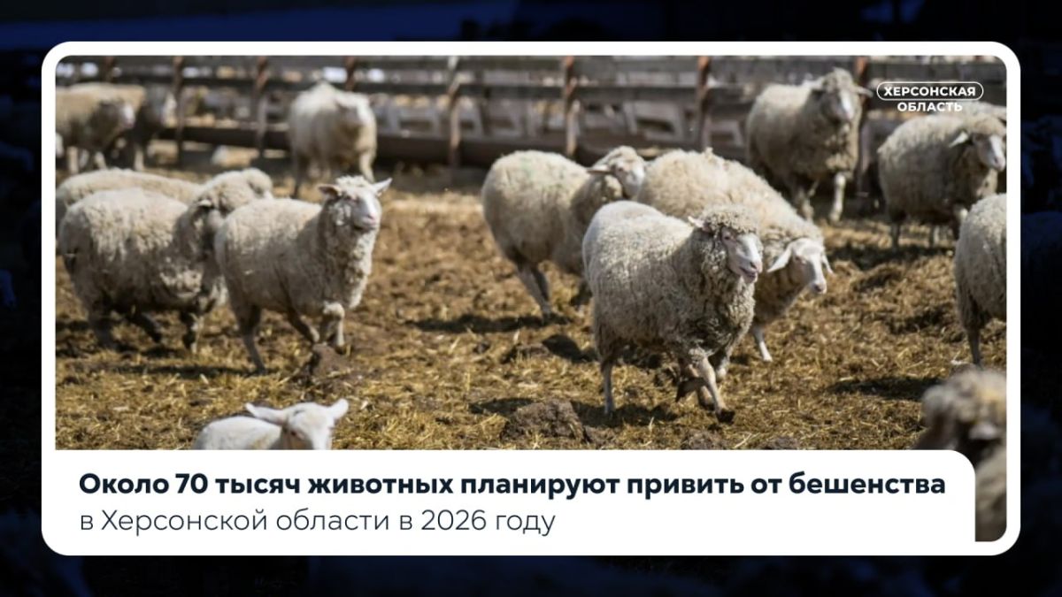 Около 70 тысяч животных планируют привить от бешенства в Херсонской области в 2026 году
