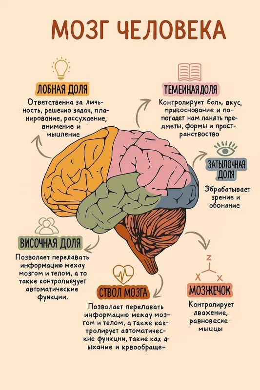 Сегодня День головного мозга