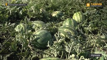 Уборка бахчевых культур стартовала в Херсонской области, уже собрано порядка 400 тонн урожая, сообщил Максим Литвиненко