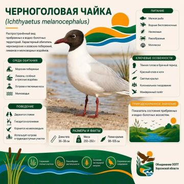 ������� ���������� ������ - ������������ �����