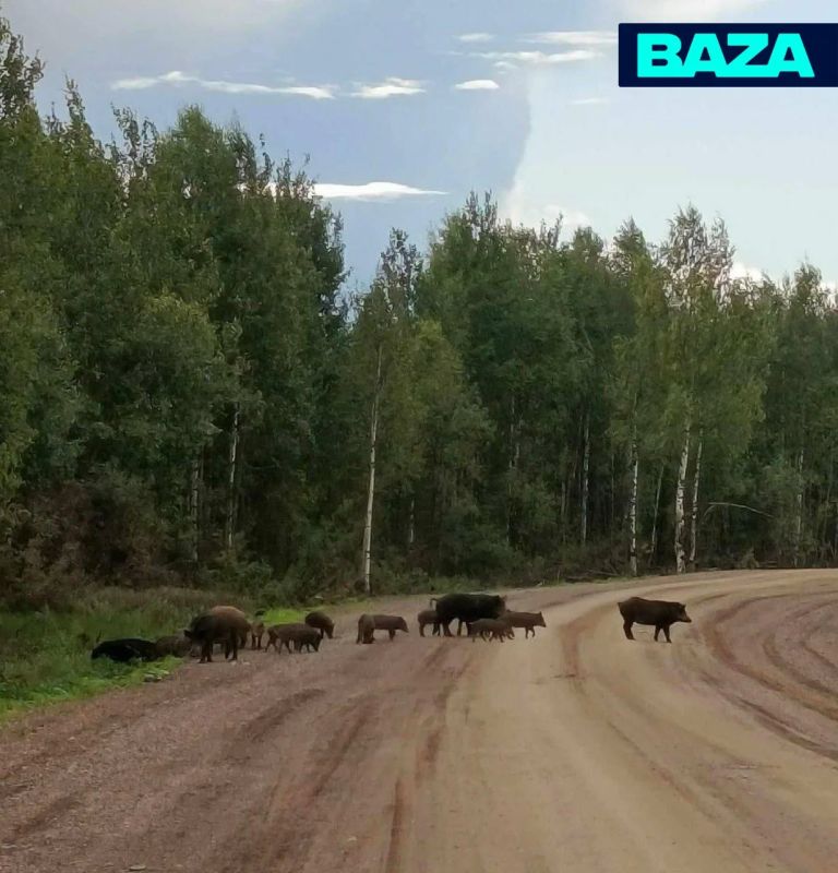 ОПГ из агрессивных кабаносвиней терроризирует несколько деревень в Кировской области — хряки нападают на детей, вытаптывают огороды и провоцируют ДТП ОПГ из агрессивных кабаносвиней терроризирует несколько деревень в Кировской области — хряки нападают на детей, вытаптывают огороды и провоцируют ДТП